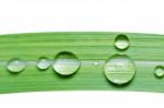 Water Drops On Green Leaf Isolated Stock Photo