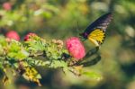 Monarch Butterfly Stock Photo