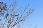 Stylize Abstract Branches On A Background Of The Sky Stock Photo