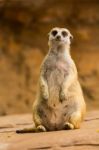 Meerkat Stock Photo