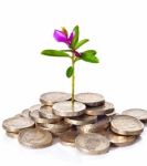 Young Sprout With Flower Grows From A Pile Of British Coins Stock Photo
