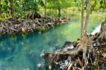 Mangrove Forests Stock Photo