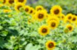 Blur Background Of The Sunflower Stock Photo