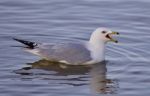 Beautiful Isolated Image With A Gull Screaming In The Lake Stock Photo