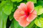 Hibiscus Stock Photo