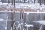 Frozen Cane In A Cold Winter Stock Photo