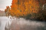 Birch Tree Near The River On A Misty Morning Stock Photo