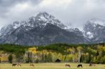 Donkeys In A Field In Grand Teton National Park Stock Photo