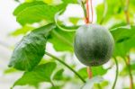 Small Japan Melon (honeydew Melon) In Farm Stock Photo