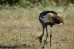 East African Crowned Crane Stock Photo