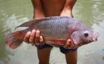 Big Tilapia In Hands Stock Photo