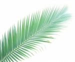 Palm Leaf Isolated On White Background Stock Photo