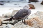 Heermann's Gull (larus Heermanni) Stock Photo