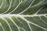 Cabbage Leaf Stock Photo