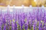 Soft Focus Of Blue Salvia Flower Field Stock Photo