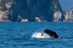 Diving Whale Tail Stock Photo