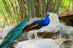 Peacock Or Peafowl Stock Photo