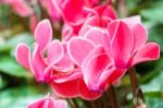 Red Cyclamen Flower In Garden Stock Photo