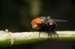 Fly Sit On Green Stick Stock Photo