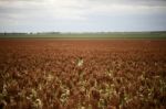 Field Of Australian Sorghum Stock Photo