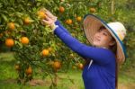 Gardener Girl Picking Fresh Orange Stock Photo