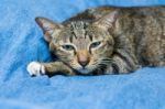 Cat Lying On Bed Stock Photo