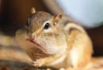 Image Of A Cute Funny Chipmunk Eating Something Stock Photo