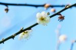 White Apricot Blossom With Blue Sky Stock Photo