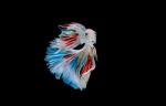 Moment Of Betta Fish, Siamese Fighting Fish Isolated  Stock Photo