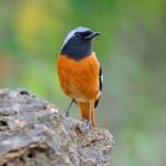 Male Daurian Redstart Stock Photo