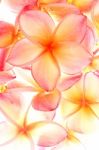 Group Of Plumeria Stock Photo