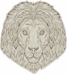 Lion Big Cat Head Mane Drawing Stock Photo