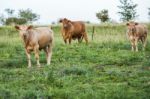 Country Cows Stock Photo