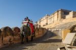 Jaipur, India - December 29, 2014: Decorated Elephant Carries To Stock Photo