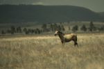 Australian Horse In The Paddock Stock Photo