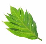 Breadfruit Leaf Texture Or Background Stock Photo