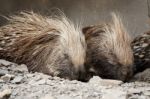 Cape Porcupine Stock Photo