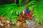 Blued-eared Kingfisher Stock Photo