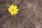 Closeup Singapore Daisy Flower With Wood Background Stock Photo