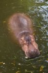 Hippopotamus Swimming In Water Stock Photo