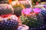 Selective Focus Of Light Purple Flower Of Cactus In Garden With Warm Light Tone And Copy Space Stock Photo