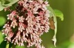 Photo Of A Beautiful Butterfly Sitting On Flowers Stock Photo