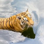 Tiger Stock Photo