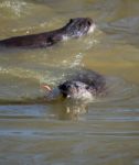 Eurasian Otter (lutra Lutra) In Natural Habitat Stock Photo