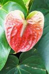 Red Green Flamingo Flower In Garden Stock Photo