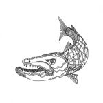 Barracuda Fish Doodle Art Stock Photo