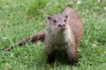 Otter At The British Wildlife Centre Stock Photo