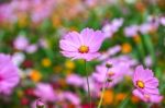 Colorful Cosmos Flower Blooming In The Field Stock Photo