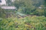 Vegetable Garden Stock Photo