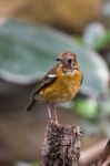 Orange-headed Thrush (geokichla Citrina Syn. Zoothera Citrina) Stock Photo